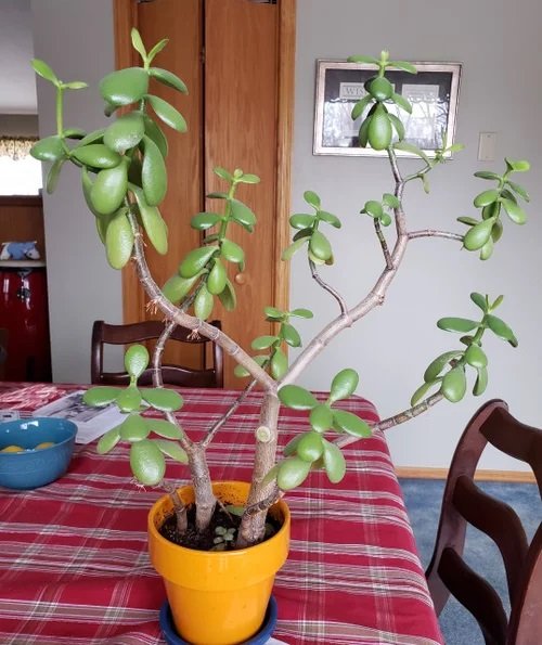 Pruning Jade Plants for a More Regular Growth