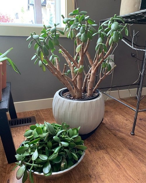 How to Prune a Jade Plant Like an Expert