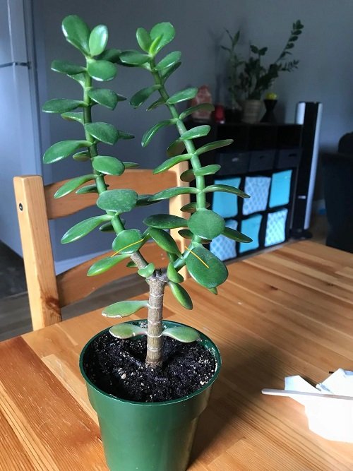 Pruning Jade Plants for Dense Leaf Growth