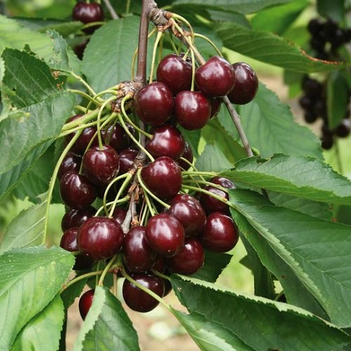 Best Types of Cherries to Grow in Pots 41