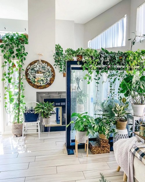 Indoor Plant Trends for 2024