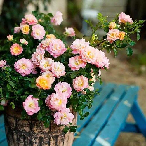 Smallest Rose Varieties for Containers