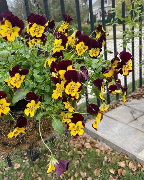 Requirements for Growing Pansies