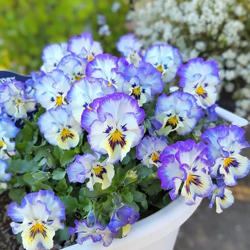 Everything About Growing Pansies 10