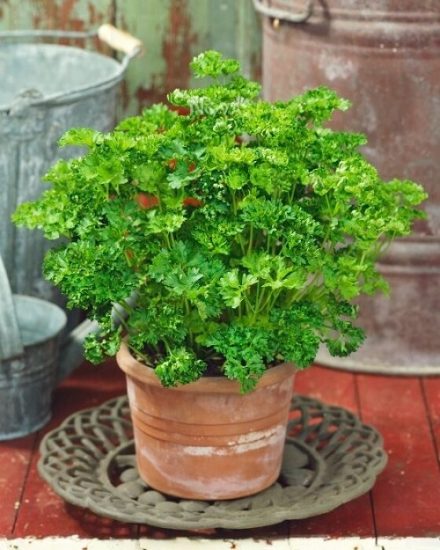 10 Best Steaming Plants to Grow in Home and Garden