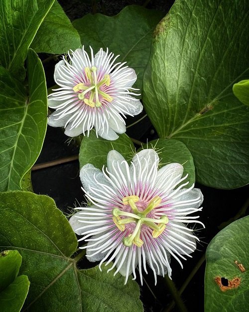 Best White Hawaiian Flowers 10