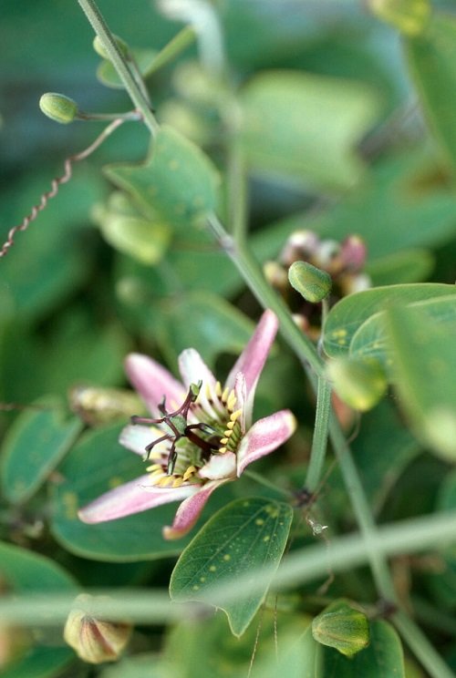 Passiflora Colinvauxii