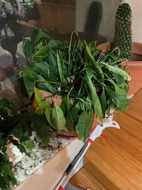 Elements That Contribute To the Signs of Overwatering peace lily
