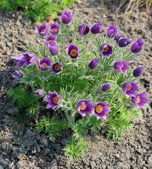 Pasque Flower Cup-Shaped Flowers 