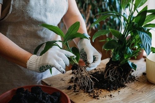 How to Fix and Save Overwatered Peace Lily 2