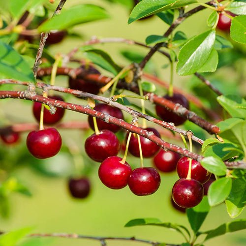 Best Types of Cherries to Grow in Pots 21