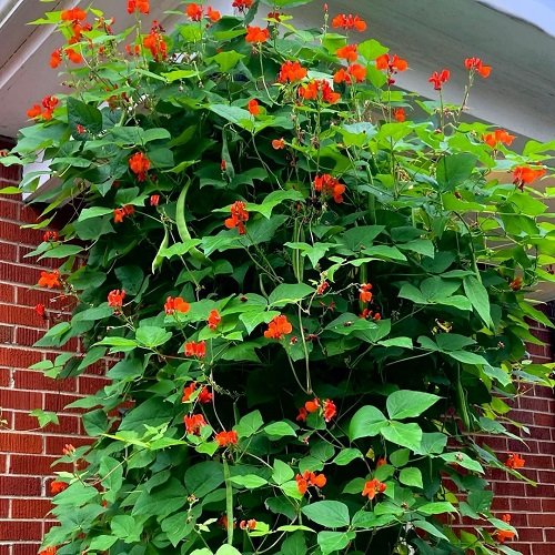 Best Types of Beans You Can Grow Vertically