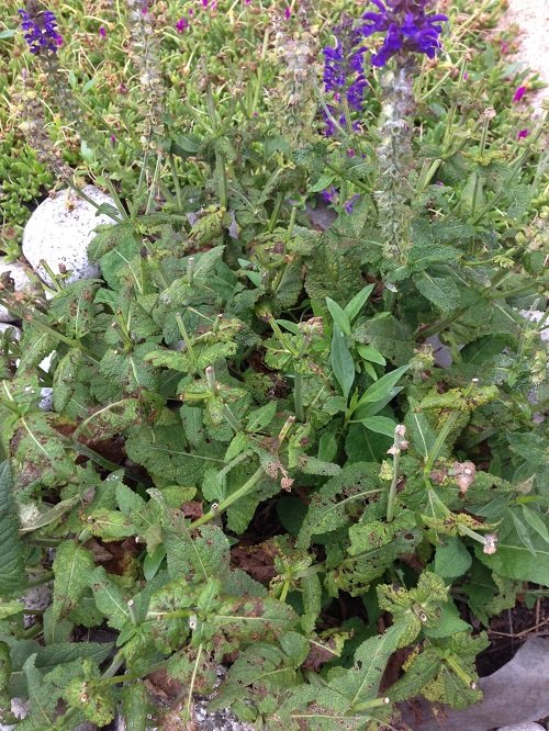 Common Issues and solutions of salvia2