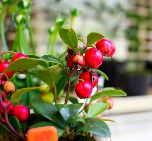 Best Types of Cherries to Grow in Pots 9