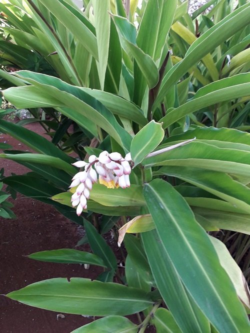 Best White Hawaiian Flowers 14