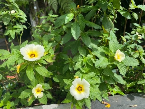 Best White Hawaiian Flowers 15