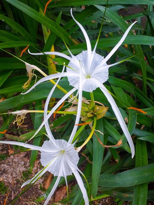 Hawaiian White Flowers.5