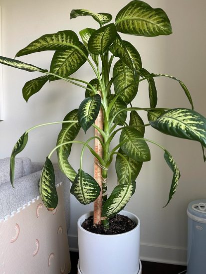 How to Grow a Big and Tall Dieffenbachia Like a Tree