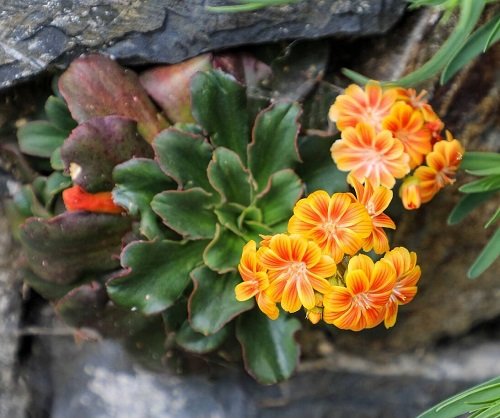 Top 25 ever orange-flowering perennials
