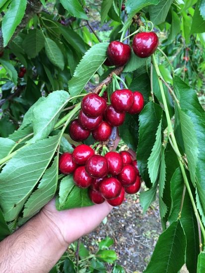 35 Best Types of Cherries to Grow in Pots | Balcony Garden Web