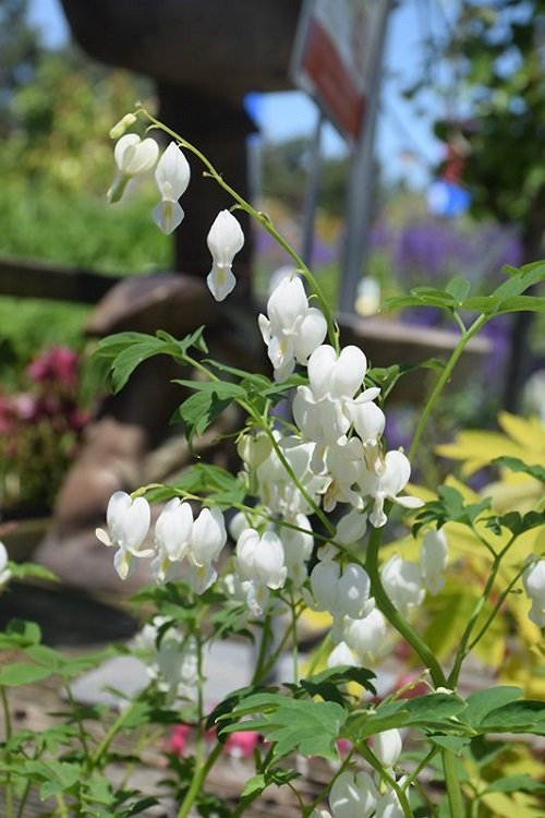 "Flowers with White Bells 10