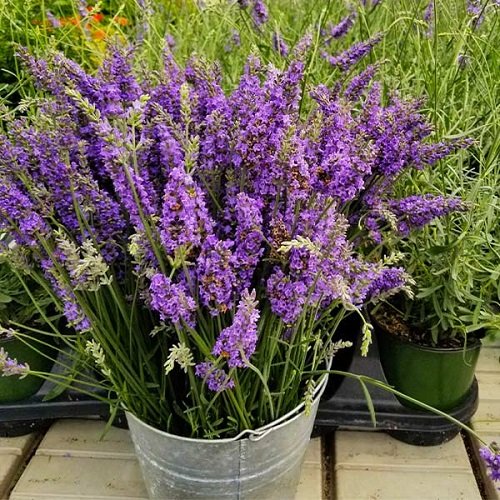 Lavender a Perennial or Annual 13