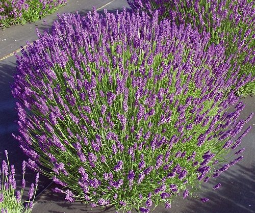 Lavender a Perennial or Annual 10