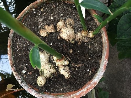 How to Grow Many Ginger Plants from One Ginger