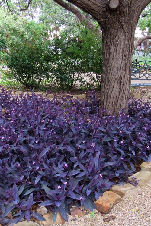 Purple Plants Landscaping Ideas