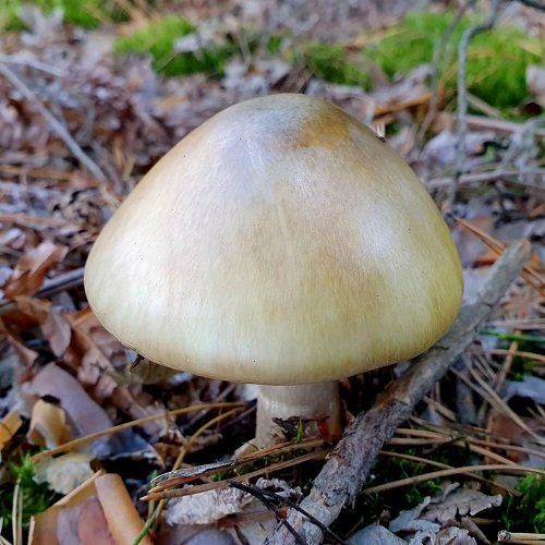 Most Toxic Mushrooms 1