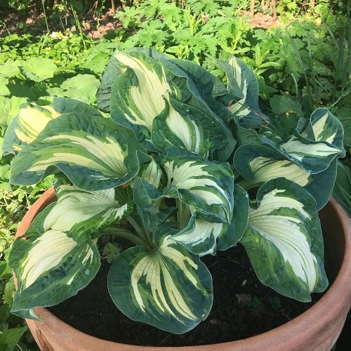 Colorful Hostas You Must Plant in Your Garden