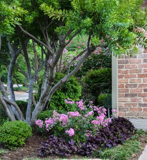 Purple Plant Ideas for Landscaping4
