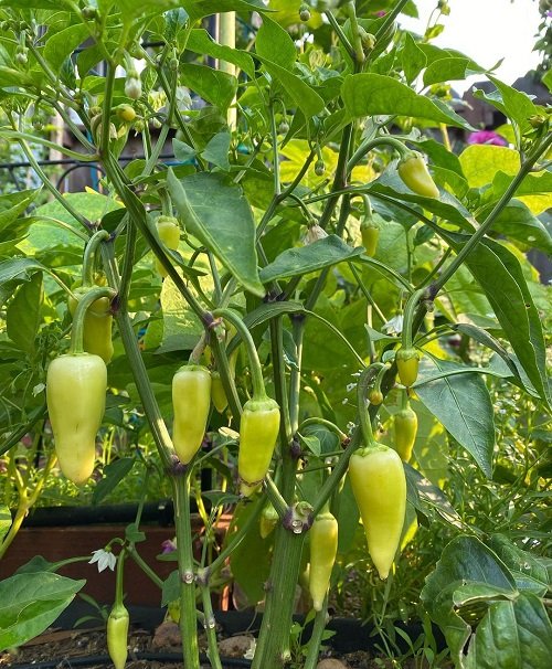 Top Secrets to Grow More Peppers Than Ever