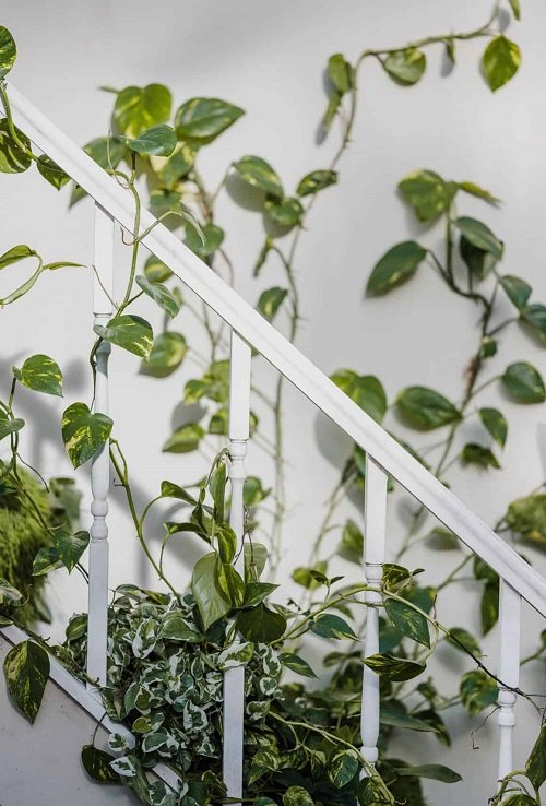Wonderful Indoor Vines for the Stairs Ideas2
