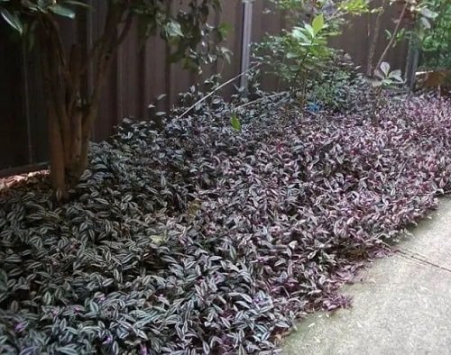 Purple Plant Ideas for Landscaping 5