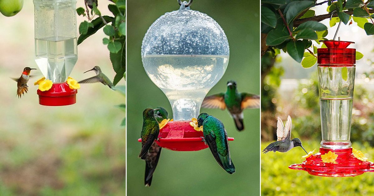 11 Homemade Hummingbird Food Recipes