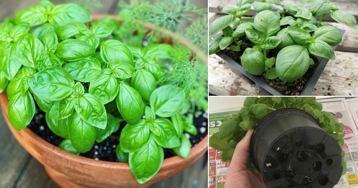 10 Best Tips to Grow Bigger Basil Leaves Balcony Garden Web