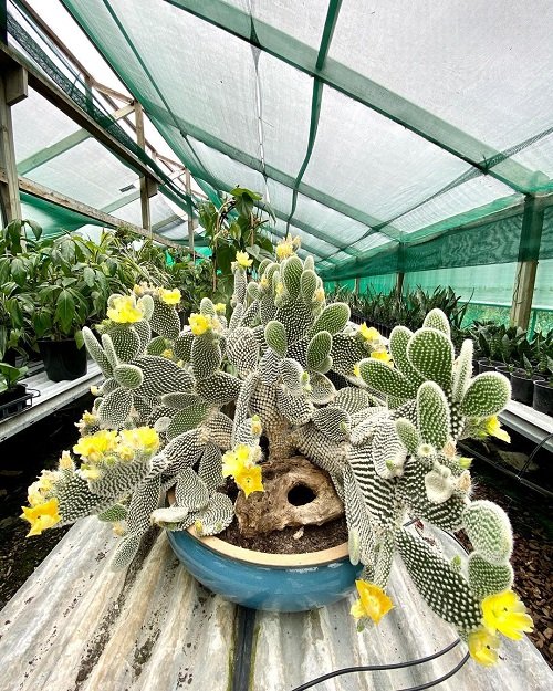 Yellow Flowering Cactus in greenhouse 