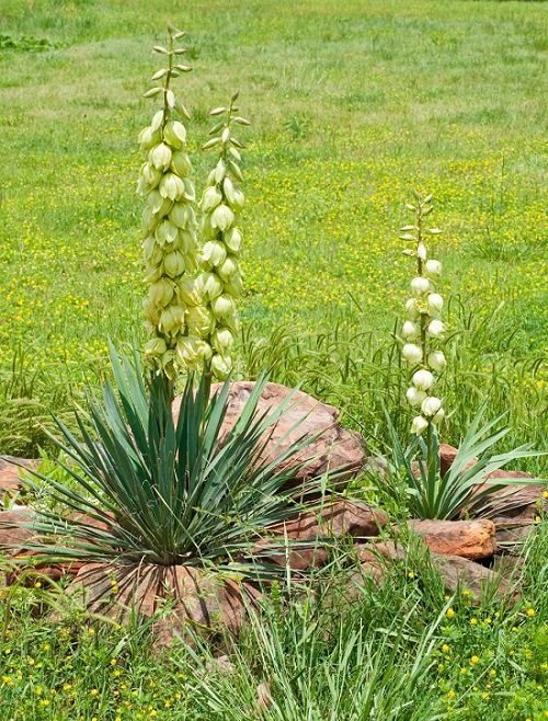 Types of Yucca  Plant Varieties For Beautiful  Garden