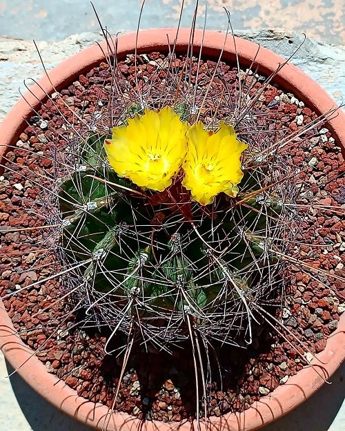 Yellow Flowering Cactus outdoor 2