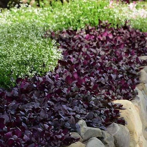 Ideas for Purple Plants in Landscape Design