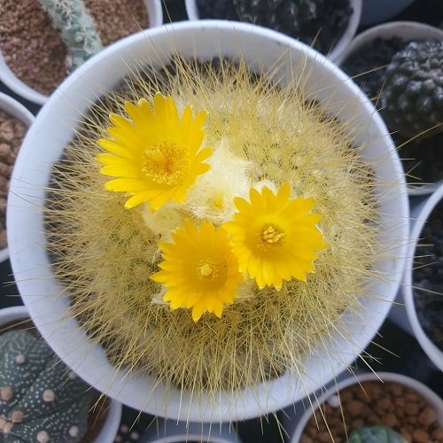Yellow Flowering Cactus in macrame pot 