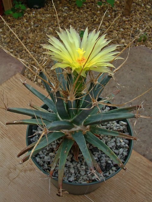 Yellow Flowering Cactus pot