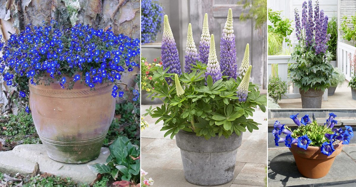 17 Stunning Blue And Purple Flowers2 