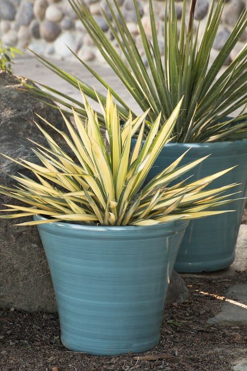 Types of Yucca Plant Varieties in pot