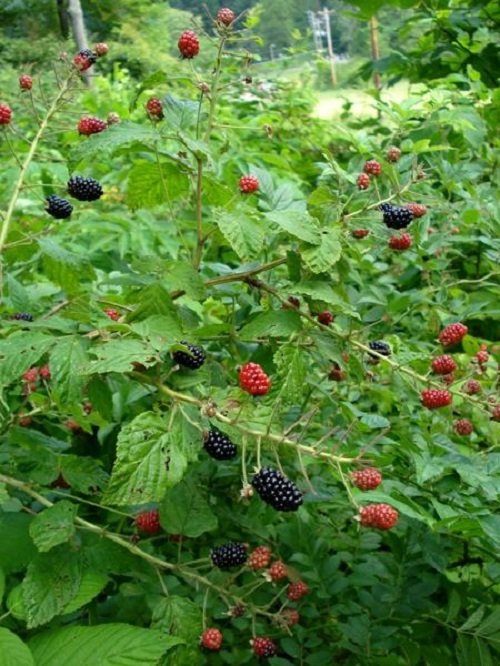 Types of Wild Berries in garden