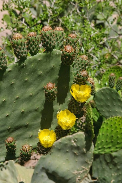 Yellow Flowering Cactus