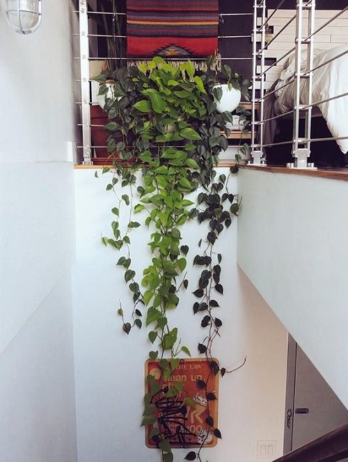 Wonderful Indoor Vines for the Stairs Ideas5