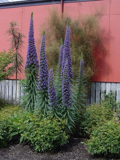 Ideas for Purple Plant Landscaping5