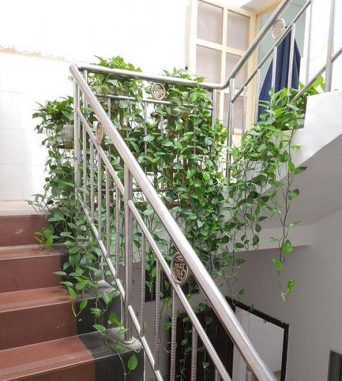 Wonderful Indoor Plants for the Stairs2